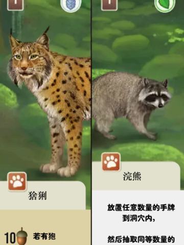 猞猁、浣熊