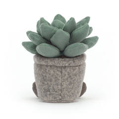 Silly Succulent Azulita-资料图