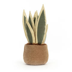 Amuseables Snake Plant-资料图