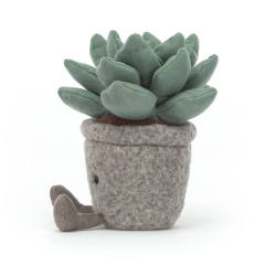 Silly Succulent Azulita-资料图