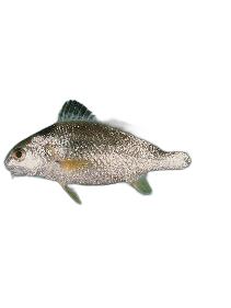 勒氏枝鳔石首鱼