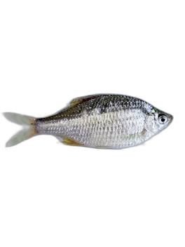 长江鲤科斑鳞鱼