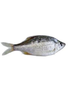 长江鲤科斑鳞鱼