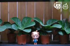 花盆盆儿-资料图