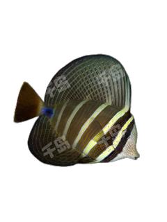 横带高鳍刺尾鱼