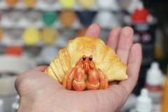 牛角包寄居蟹 -资料图