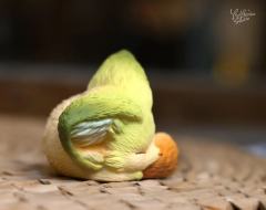 眠狐-抹茶-资料图
