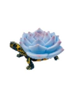 蓝石莲多肉龟