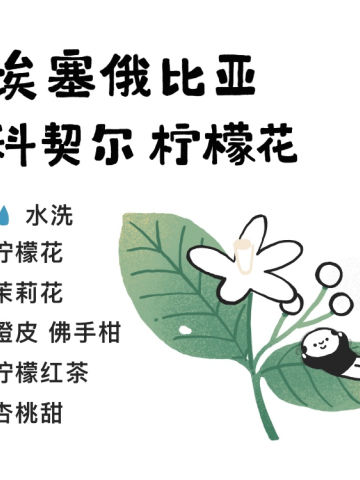 埃塞俄比亚科契尔·柠檬花