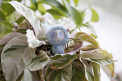 卡塔卡塔-蓝色-资料图