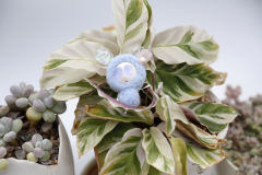 卡塔卡塔-蓝色-资料图