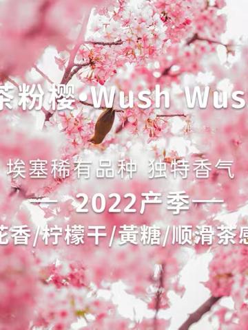 埃塞尔比亚·茶粉樱G1·wushwush品种