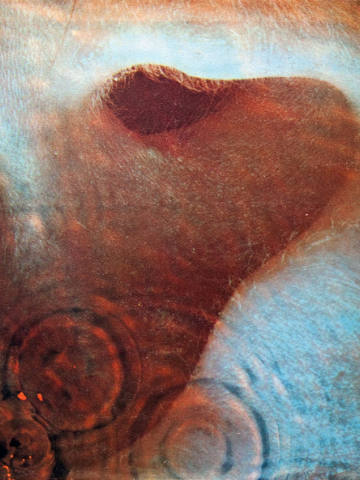 Meddle