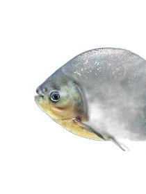 短盖肥脂鲤（淡水白鲳）