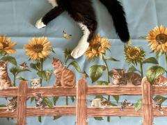 猫与向日葵-资料图