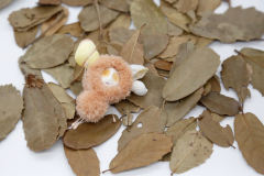 卡塔卡塔-橙色-资料图