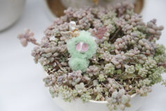 卡塔卡塔-绿色-资料图