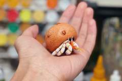 麻薯寄居蟹-资料图