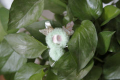 卡塔卡塔-绿色-资料图