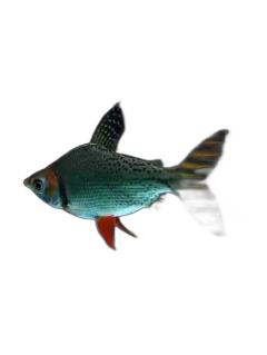 亚马逊真唇脂鲤