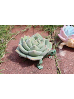 原色多肉龟-资料图