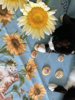 猫与向日葵-资料图