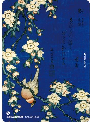 红腹灰雀和樱花树