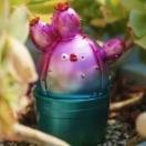GAL CACTUS