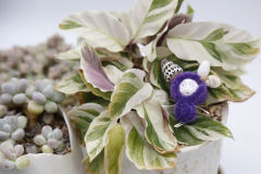 卡塔卡塔-紫色-资料图