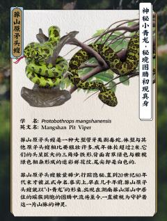 西藏温泉蛇-资料图