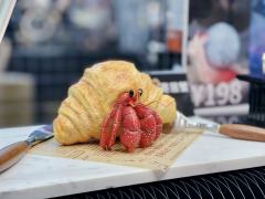 牛角包寄居蟹 -资料图