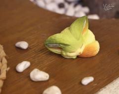 眠狐-抹茶-资料图
