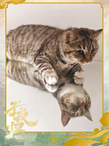 拍立得卡10