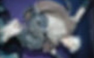 六期会员礼明信片7 ver.A