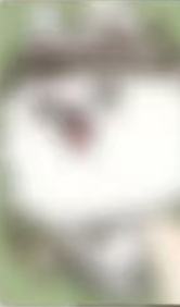 26台历角八兔版固配2