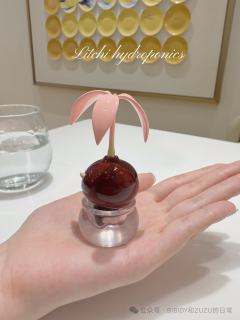 荔枝水培-资料图
