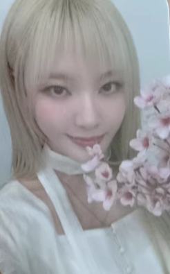 ny7.0雅 线上樱花ver.