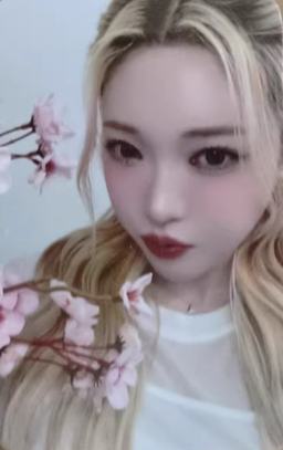 ny7.0蓝 线上樱花ver.