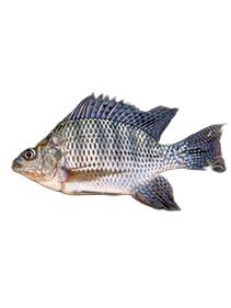 尼罗非鲫（罗非鱼）