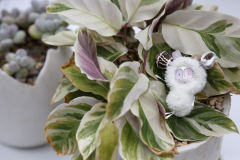 卡塔卡塔-白色-资料图