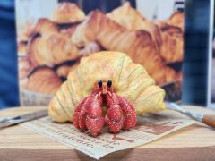 牛角包寄居蟹 -资料图