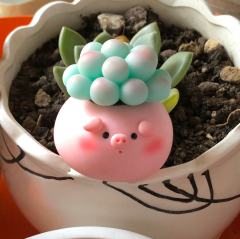 大眼多肉猪-资料图