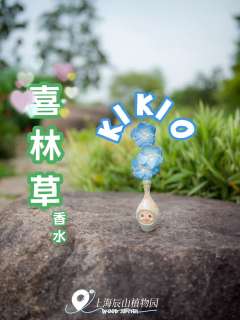 喜林草-资料图