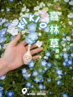 喜林草