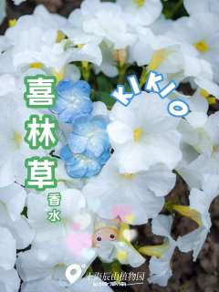 喜林草-资料图