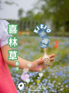 喜林草-资料图