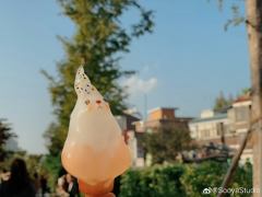 蜜桃 冰淇淋兔-资料图