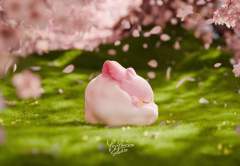 棉球樱花-资料图