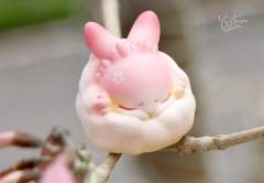 棉球樱花-资料图