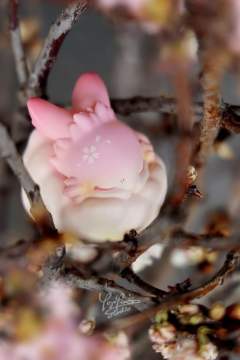 棉球樱花-资料图